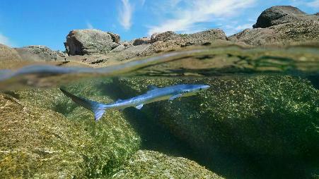 追逐海浪,掀起潮汐