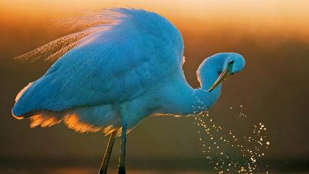 这只白鹭毫无遗憾