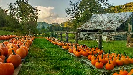 南瓜日，今日登场！