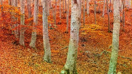 秋天来了，你开心吗？