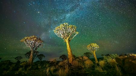 星光下的颤动之树