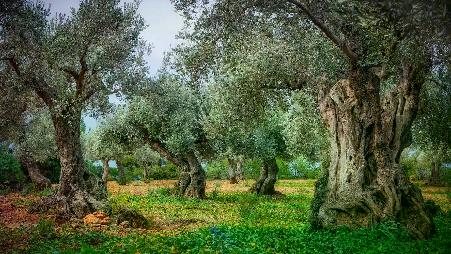 让树叶诉说历史