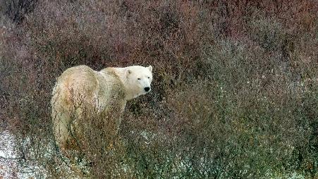 魅力十足的巨型动物