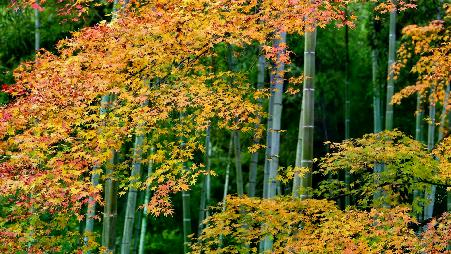竹林吐纳清气，枫叶绚烂如火