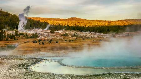 古老血脉的兽群