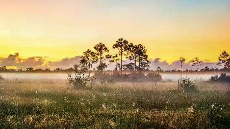 佛罗里达州的生命湿地