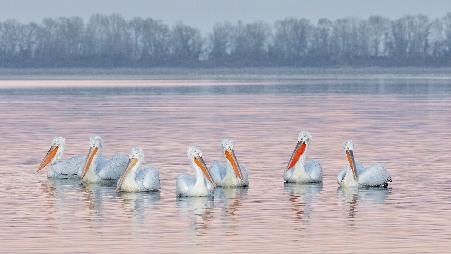 羽翼预告：前方有鹈鹕