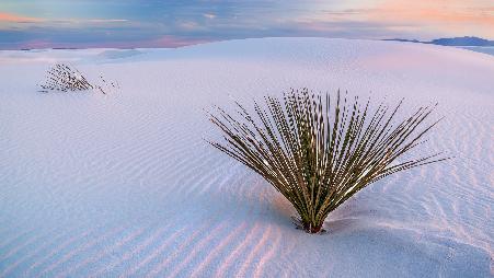 伪装成沙漠的奇境