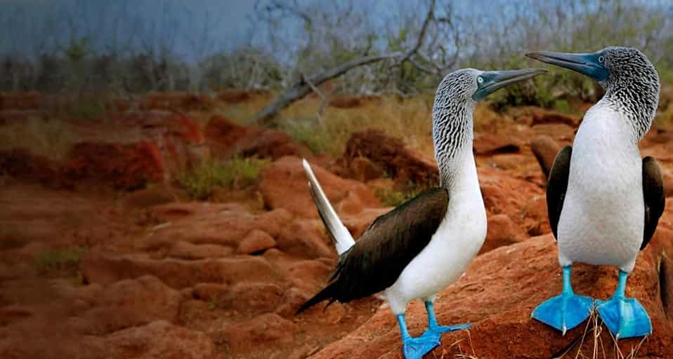 厄瓜多尔，加拉帕戈斯群岛上的一对蓝脚鲣鸟