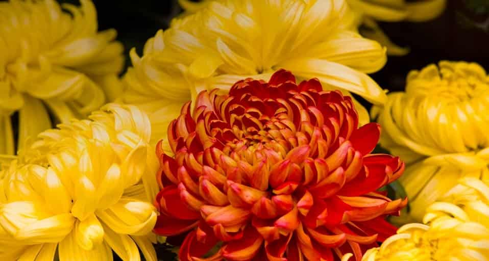 尊老贤度重阳：秋赏“延寿客”