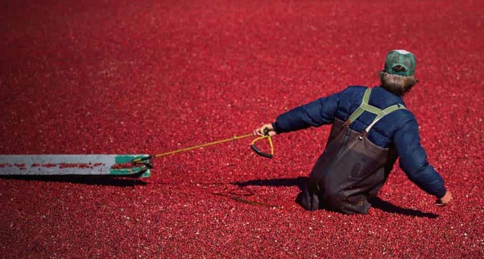 美国麻省收获小红莓