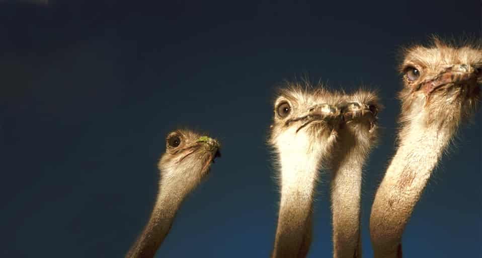 光棍节：摆出“11.11”pose的四只鸵鸟“光棍”