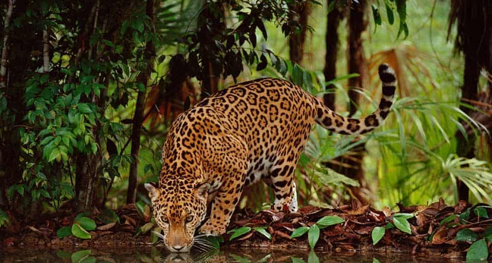 伯利兹热带雨林中的美洲豹