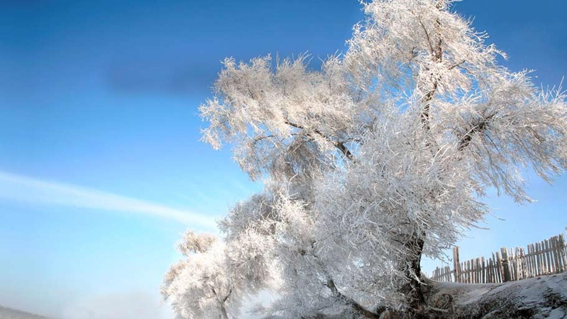 东北冰雪之旅：银装素裹的吉林雾凇