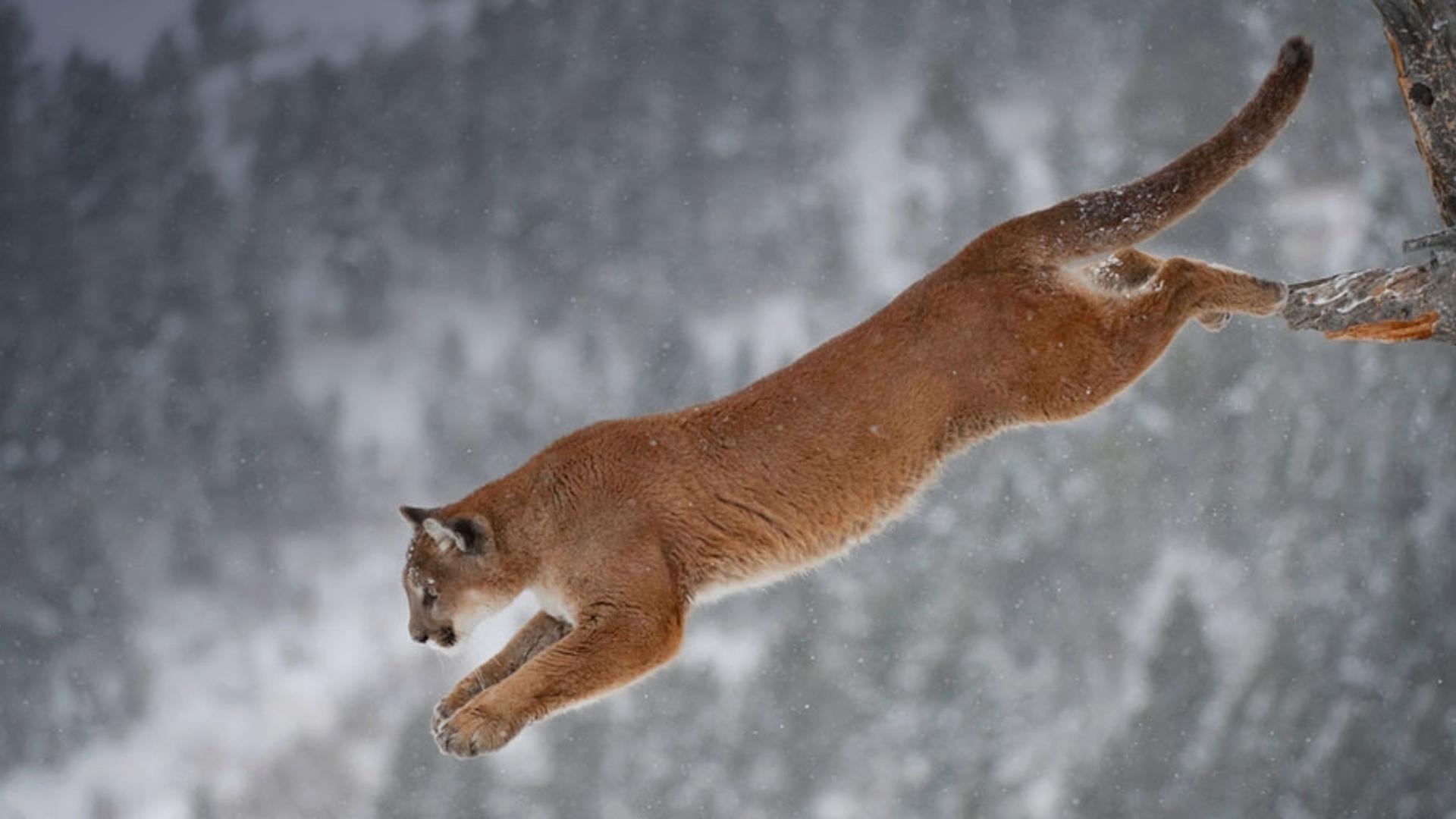 蒙大拿州从树上一跃而下的美洲狮