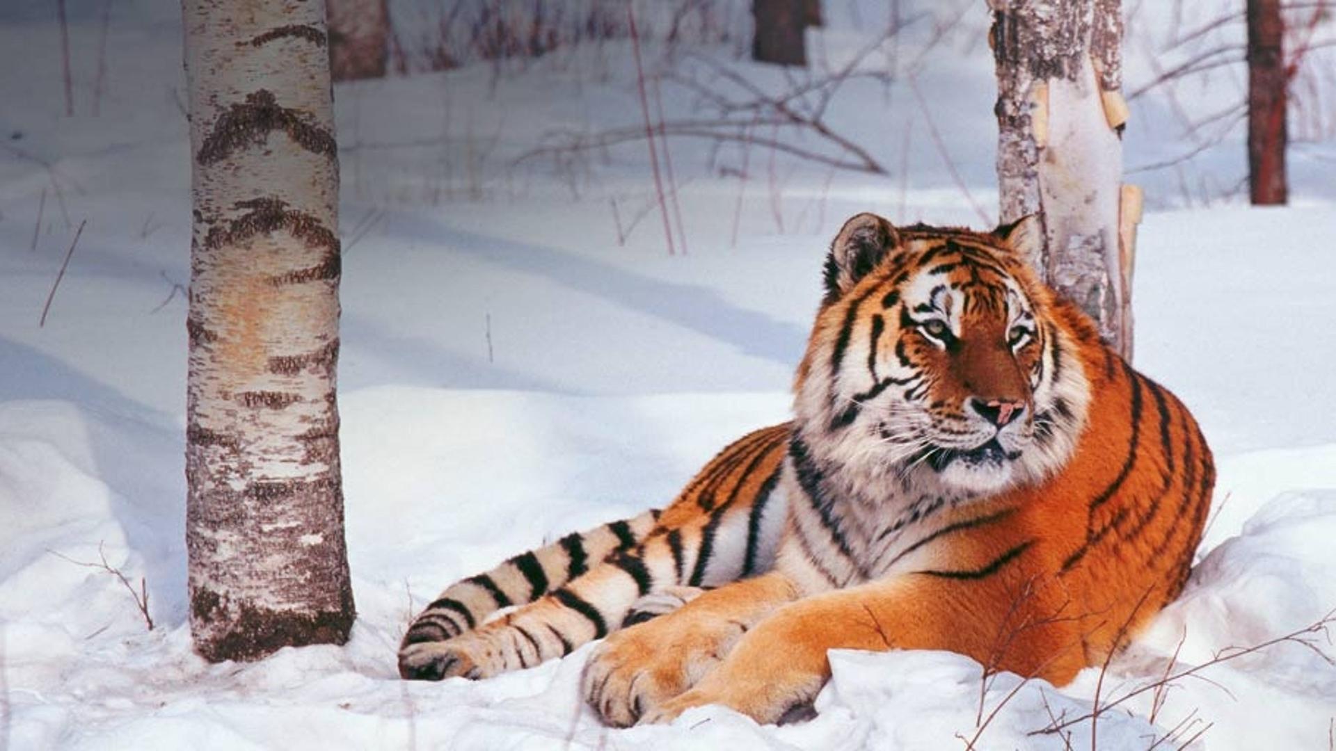 吉林长白山森林野生动物园中的东北虎