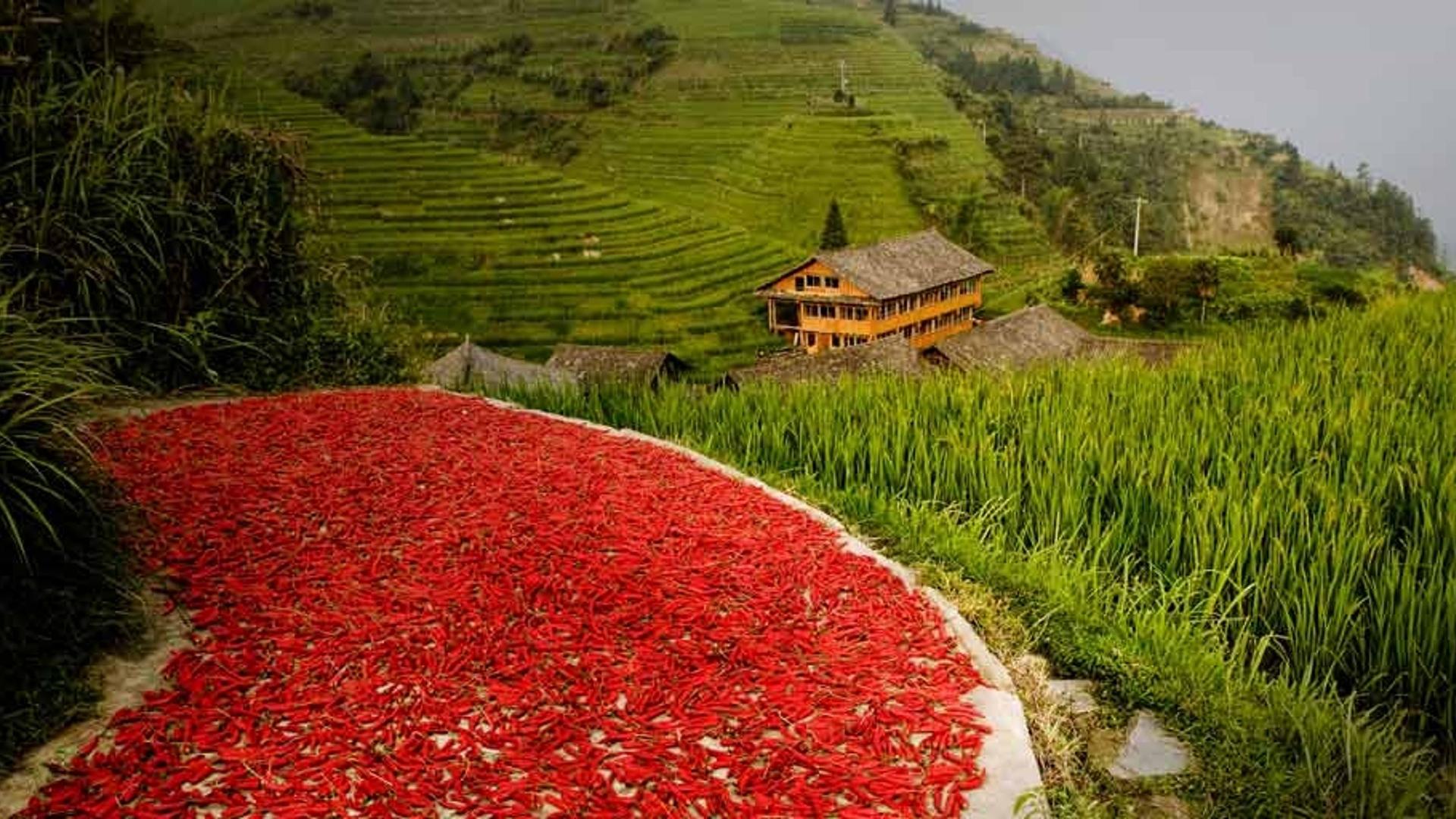 广西龙脊梯田上晒辣椒