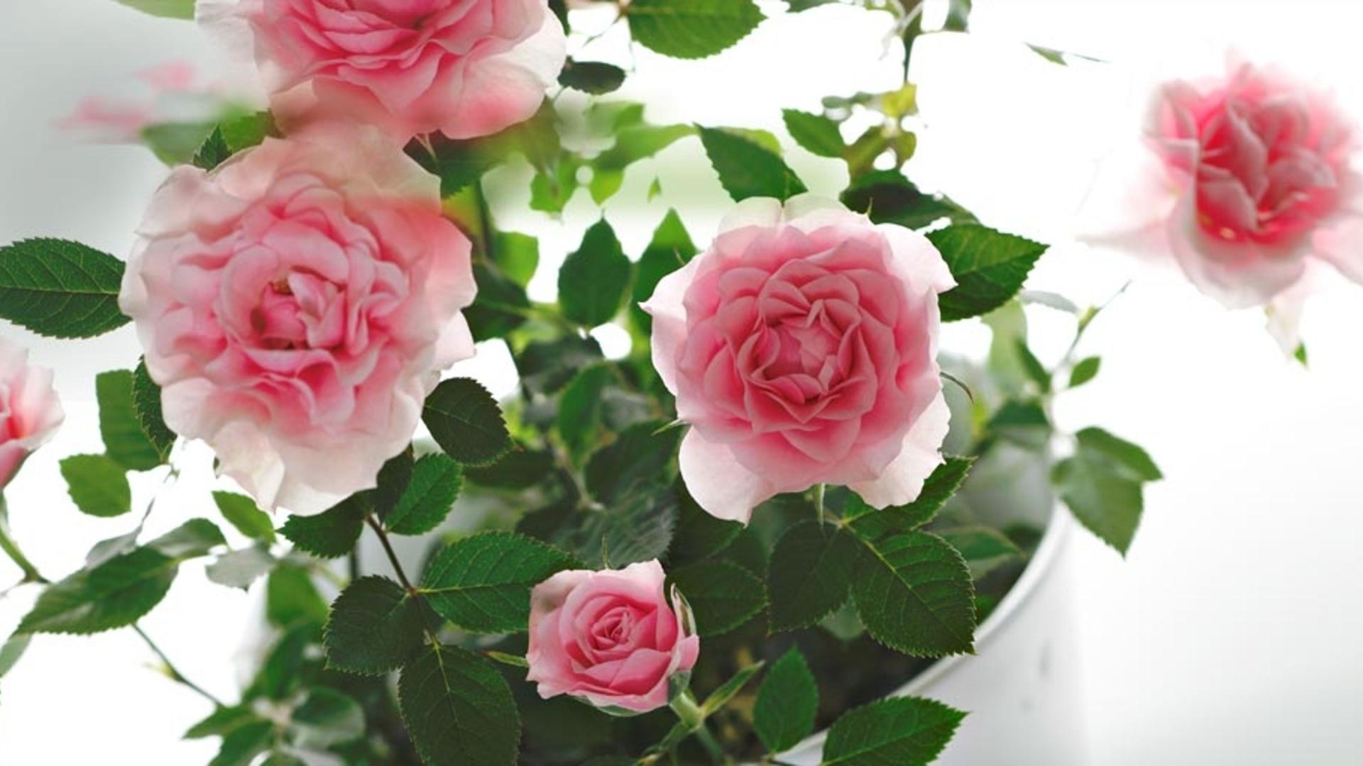 三月八日国际劳动妇女节：祝天下女人节日快乐