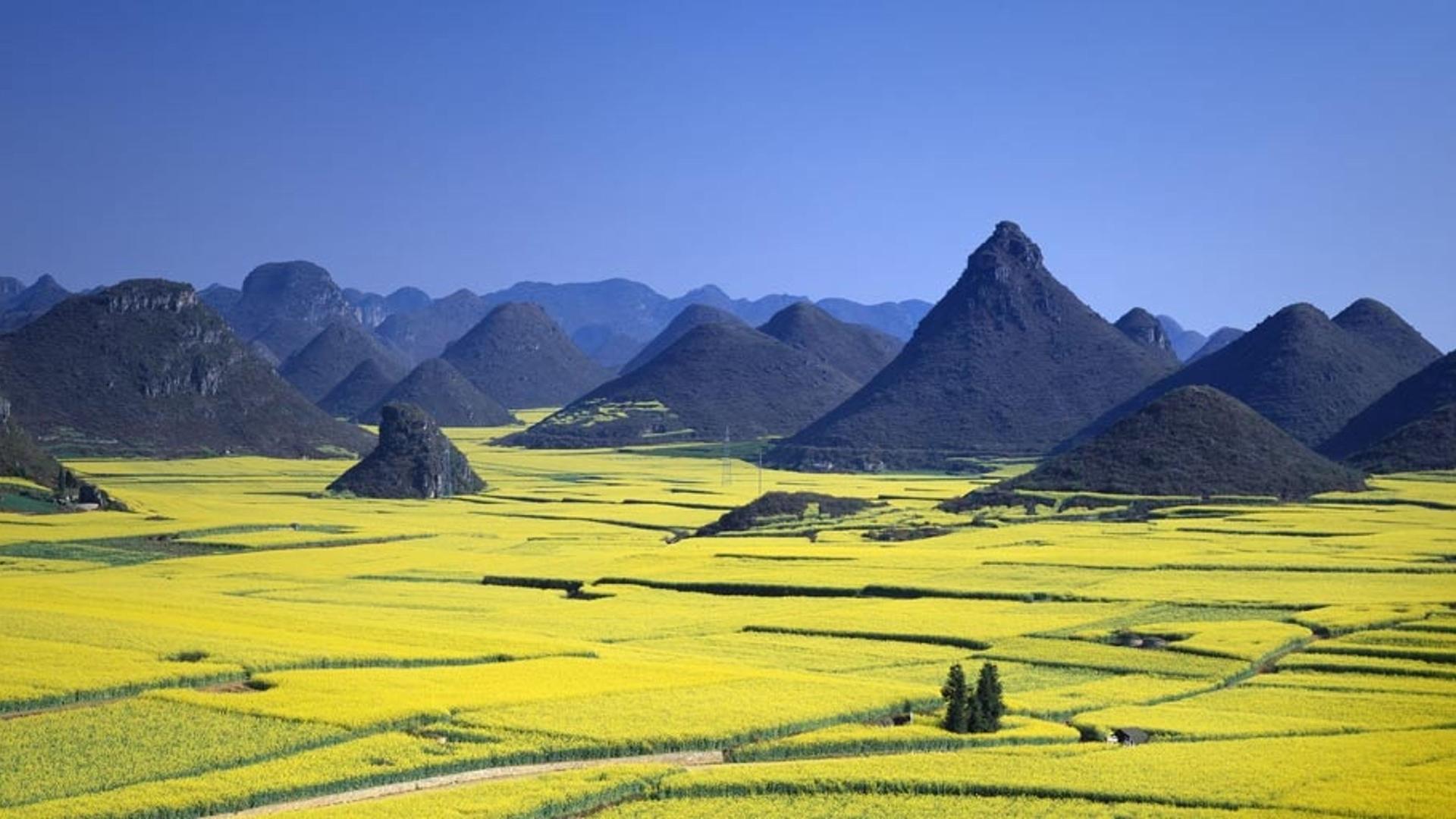 中国云南罗平的油菜花田