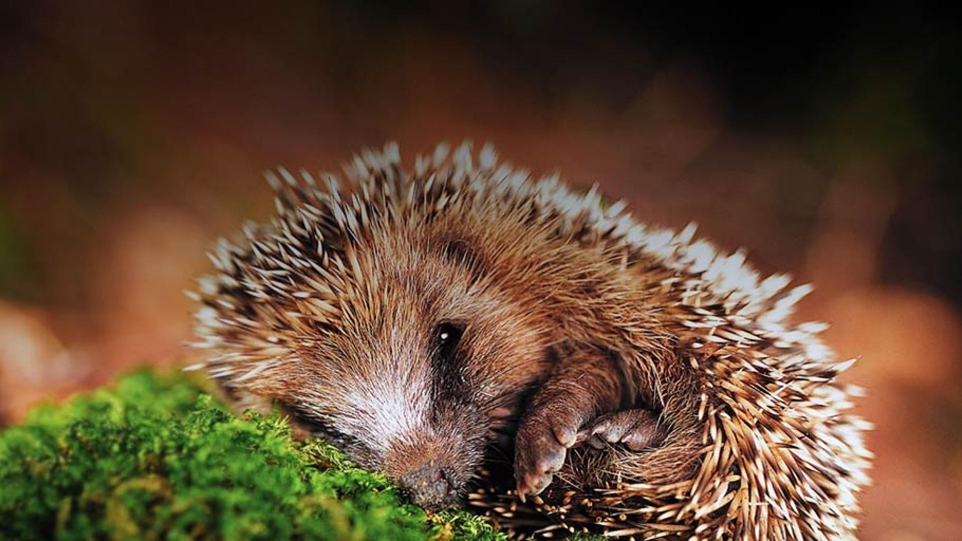 可爱的刺猬幼崽