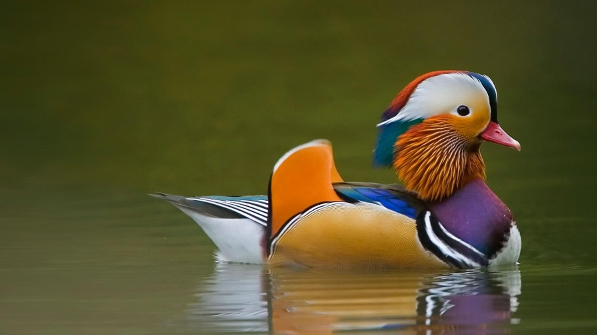 在湖中泛波的，是“鸳鸯”中的“鸳”鸟