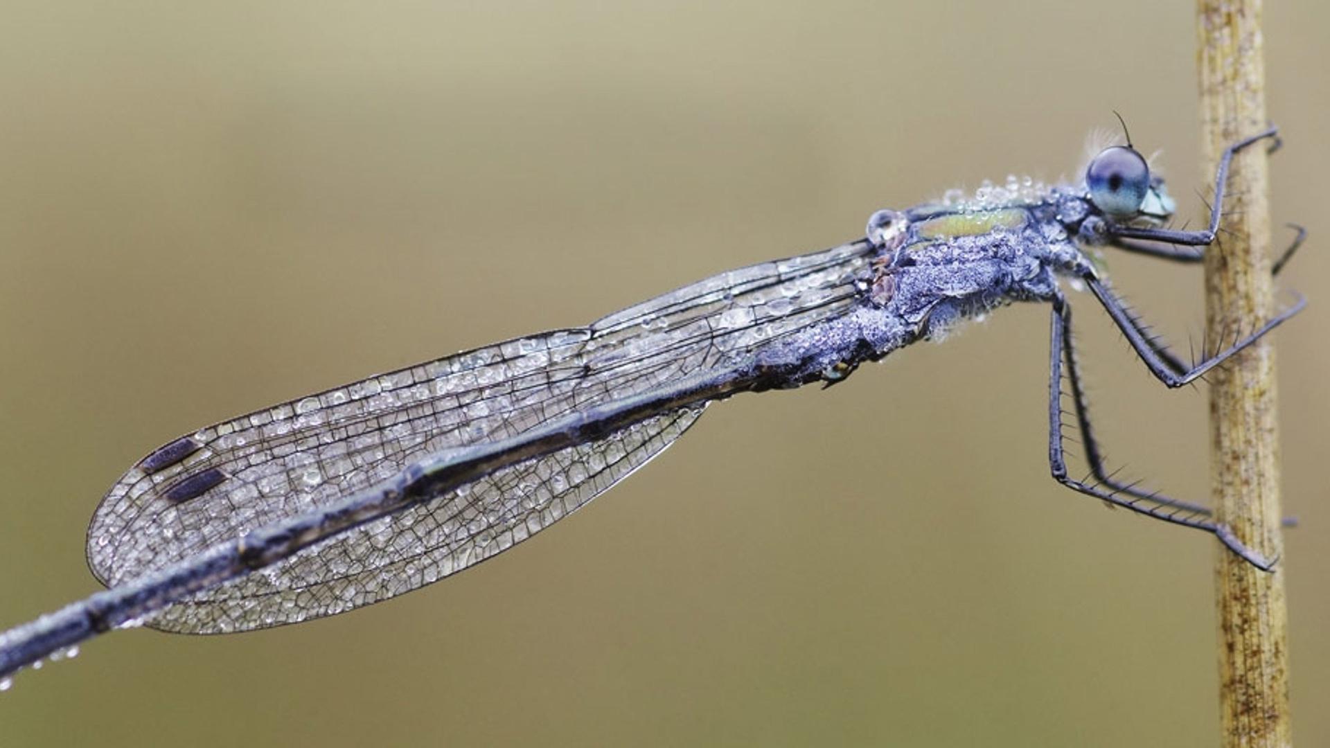 “小荷才露尖尖角，早有蜻蜓立上头。”今天是24节气中的谷雨