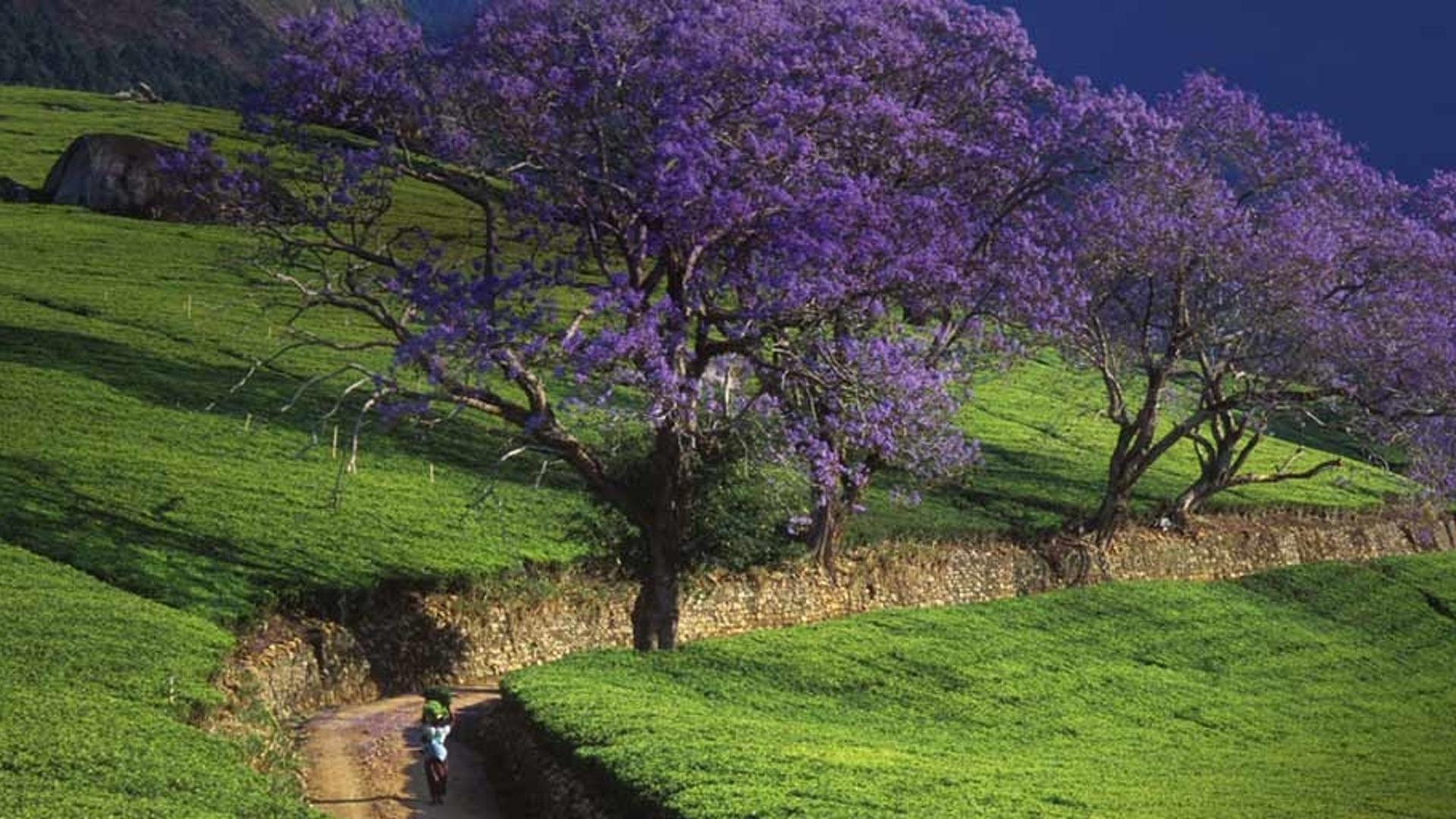 “清明时节雨纷纷，路上行人欲断魂。借问酒家何处有？牧童遥指杏花村。”今天是清明节