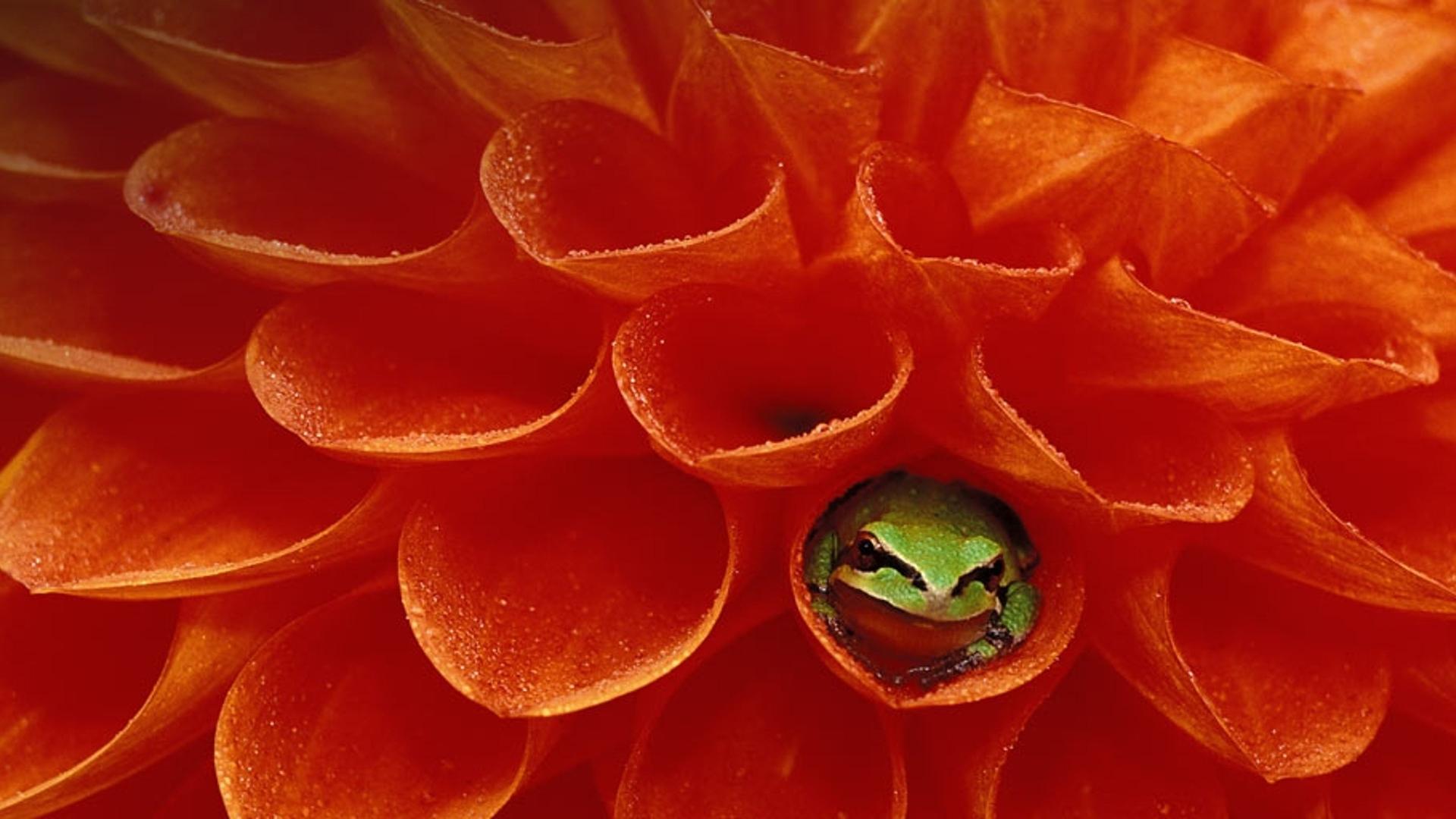 二十四节气之立夏