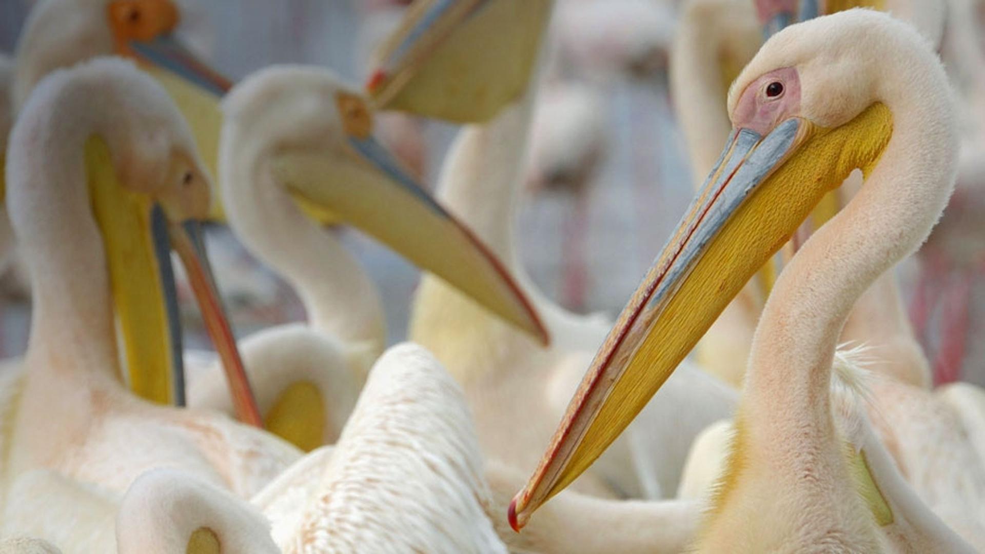 在肯尼亚纳库鲁湖上拍摄到的白鹈鹕鸟群