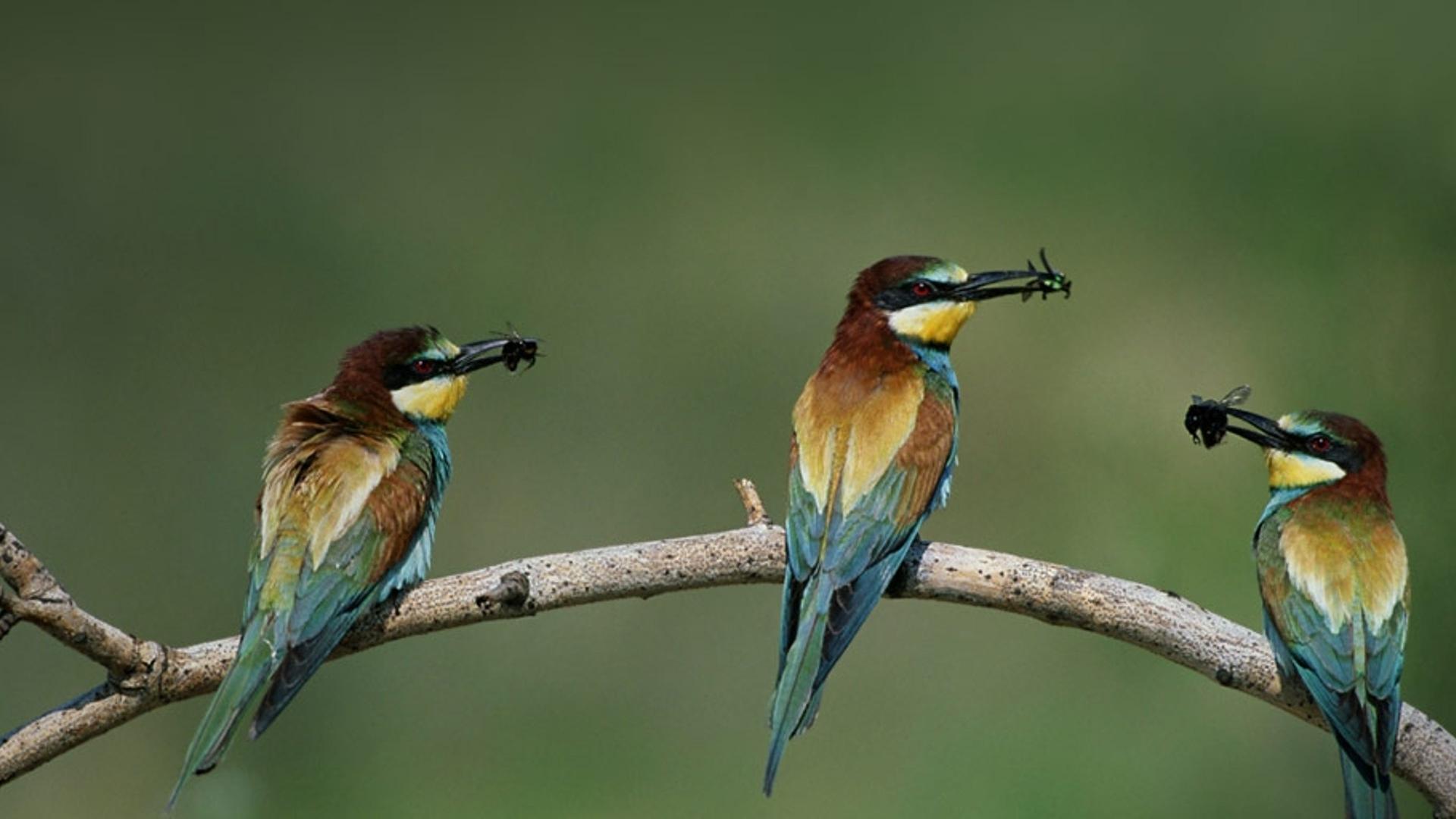 匈牙利国家公园中的蜂虎鸟