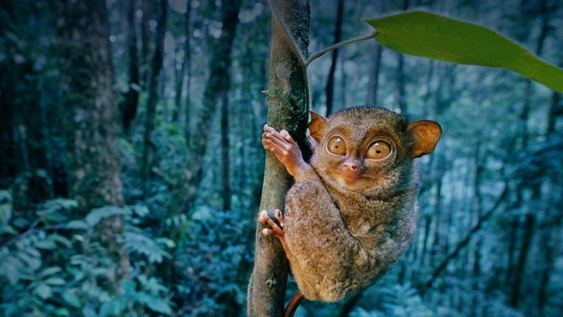 婆罗洲的印度眼镜猴