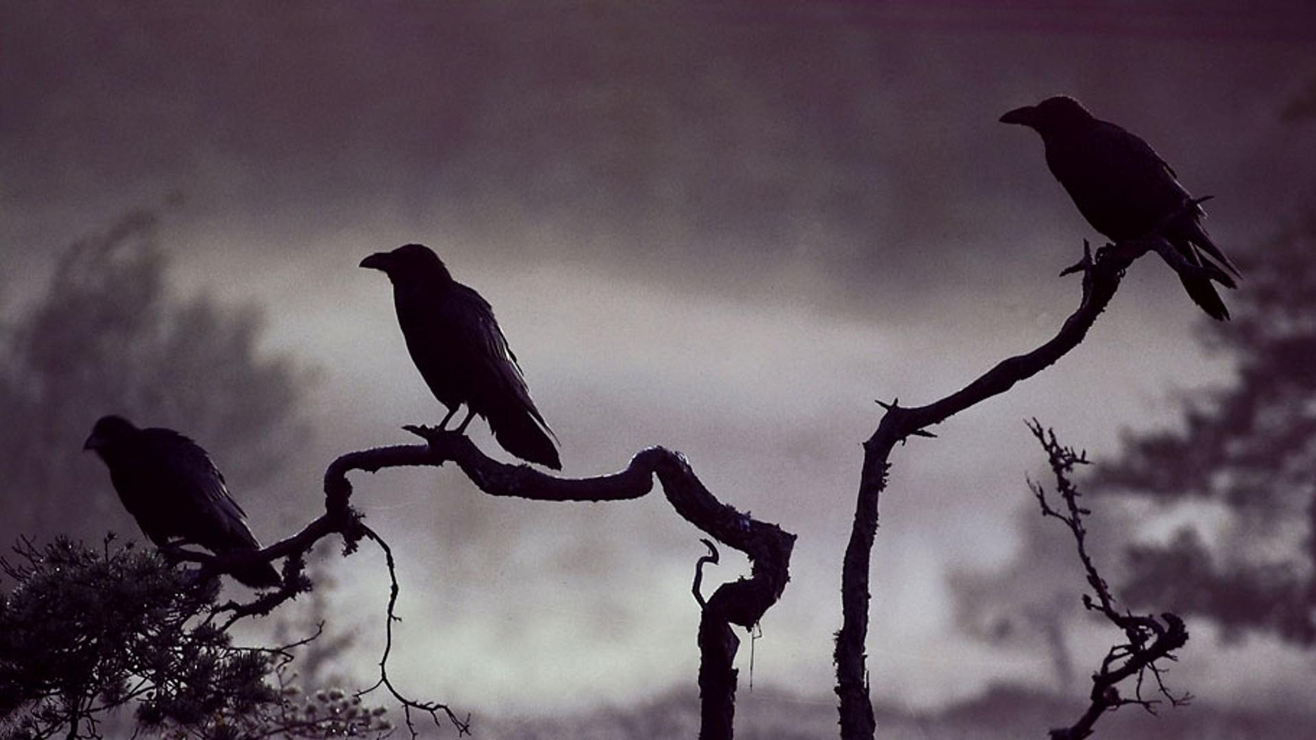 岁月的童话：七只乌鸦