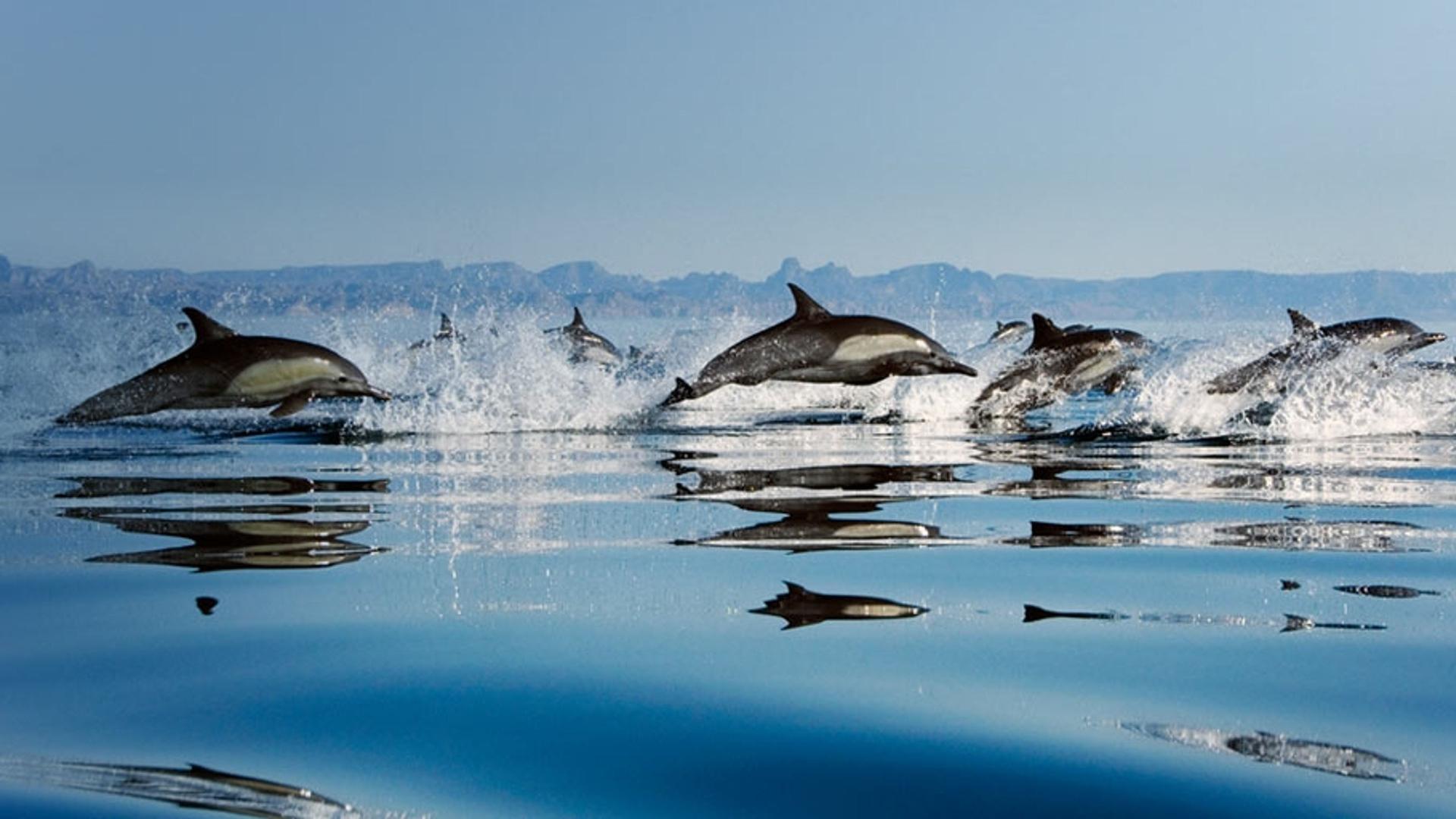 墨西哥湾壮观的的海豚队伍