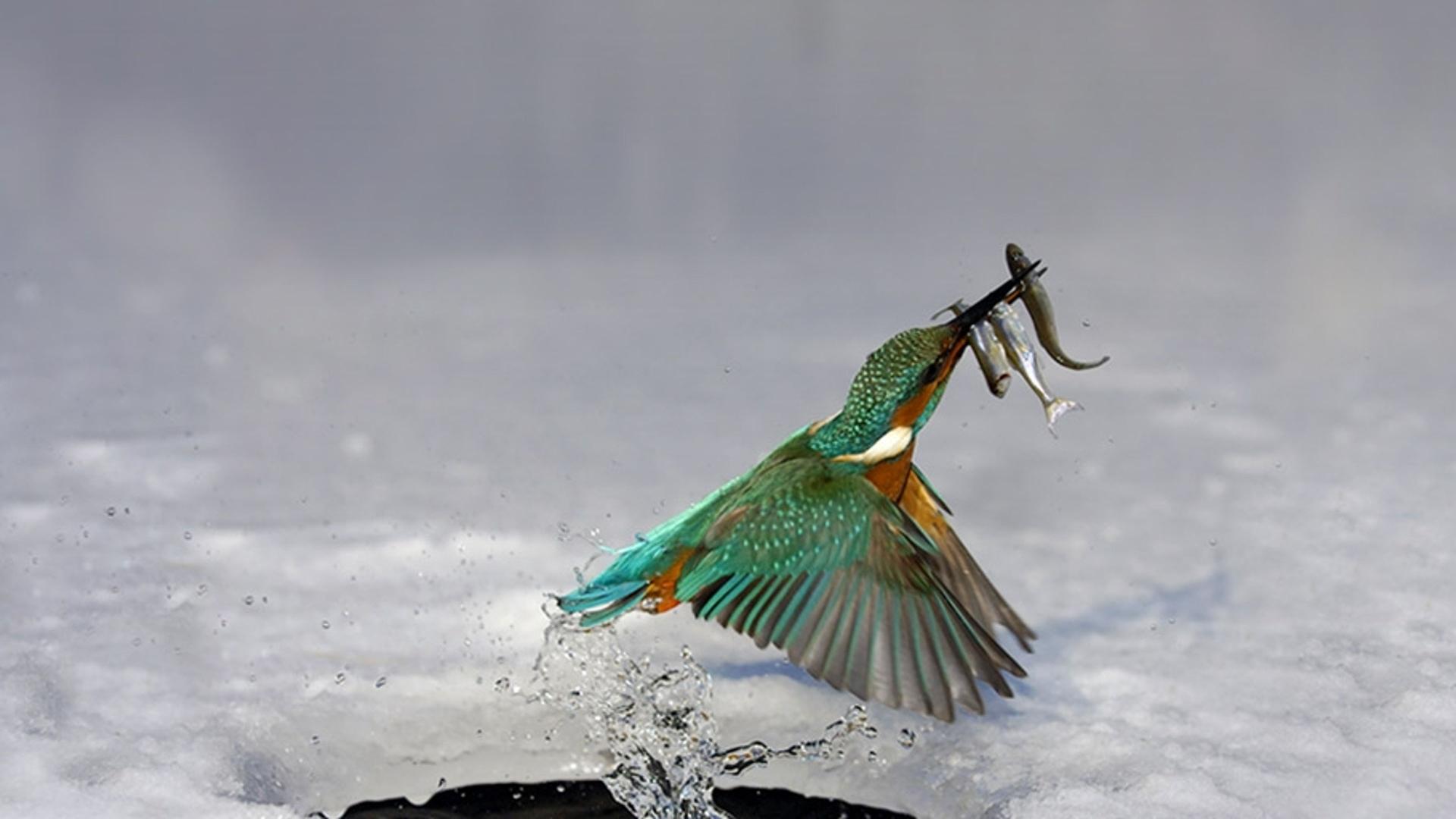 正在捕鱼的翠鸟破水而出