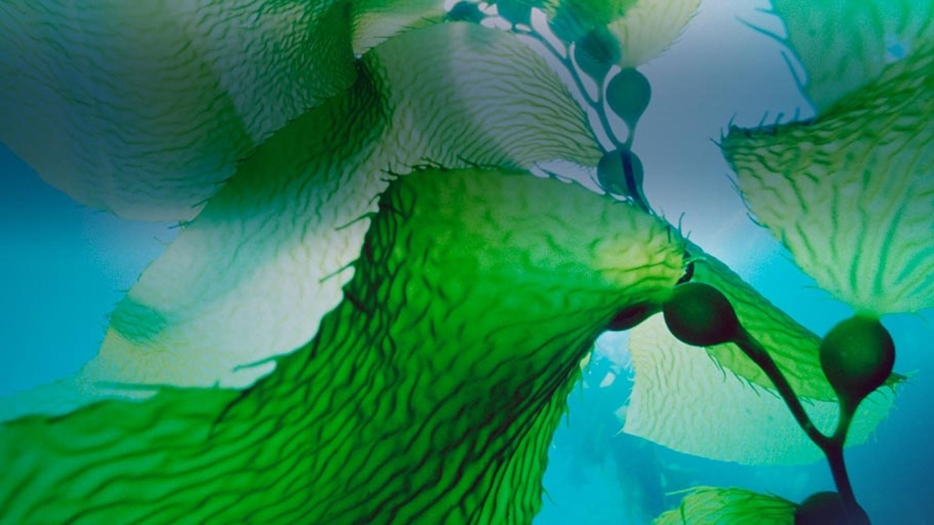 美国加州海峡群岛国家公园中的巨型海带