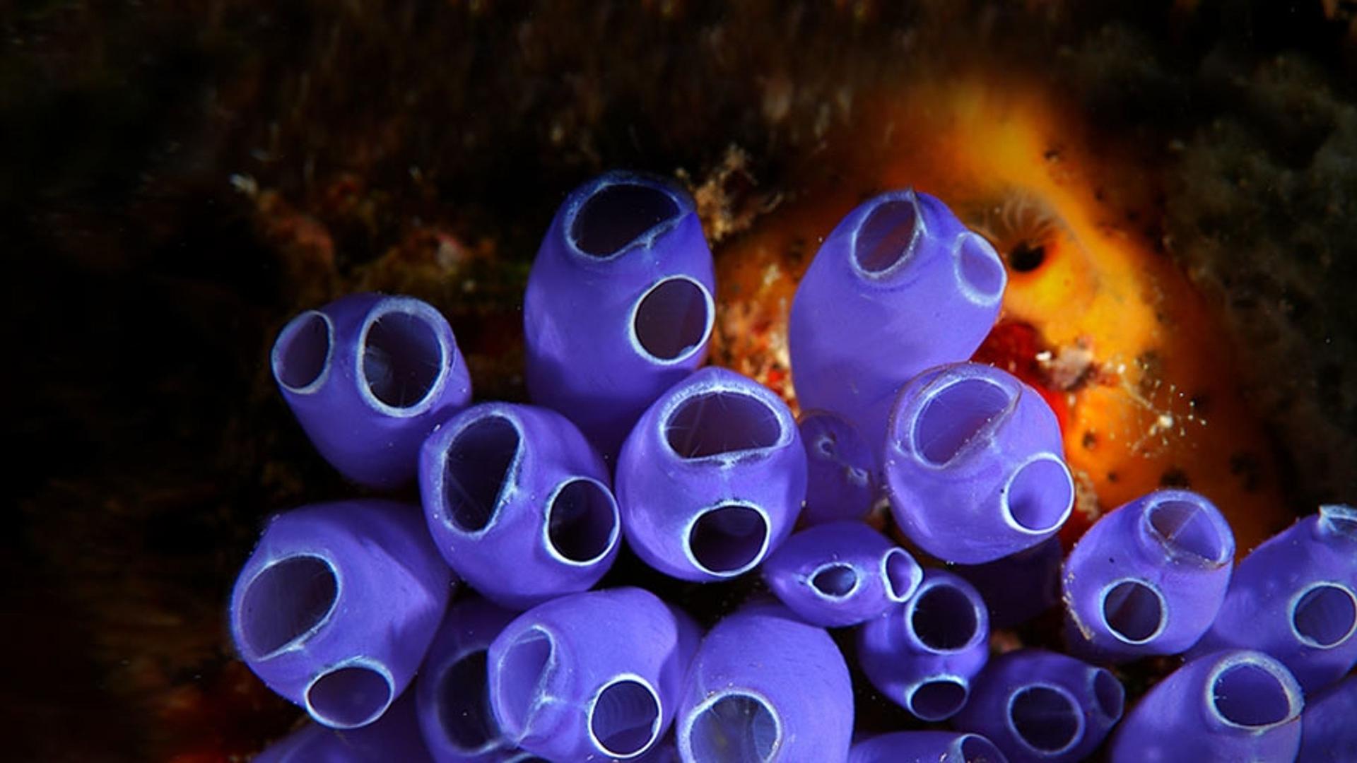 洪都拉斯海域附近的蓝钟海鞘