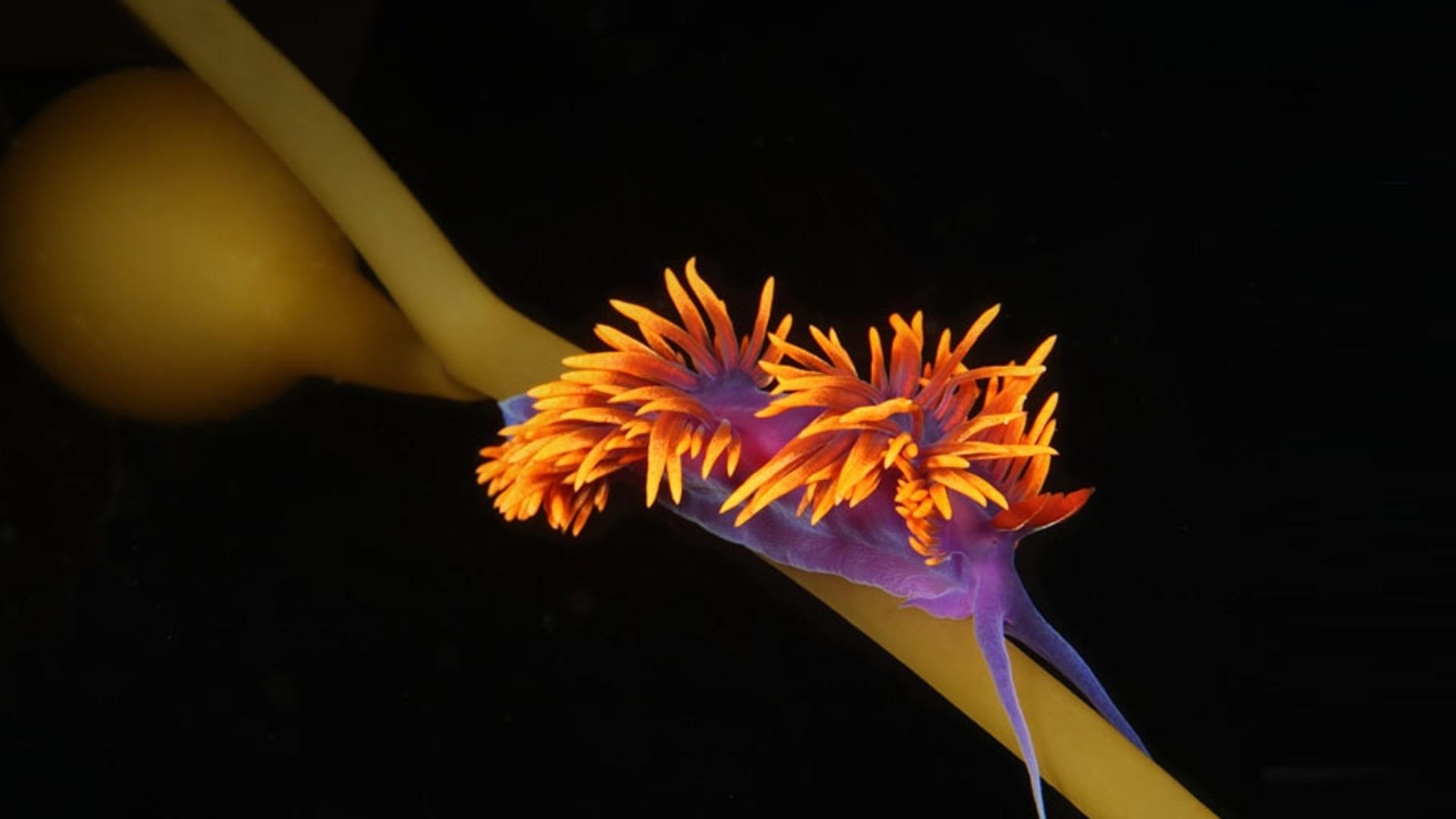 加州海岸森林中的海兔