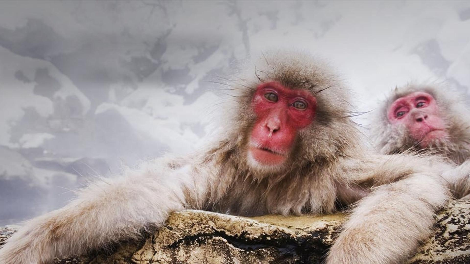 泡温泉的日本猕猴昏昏欲睡