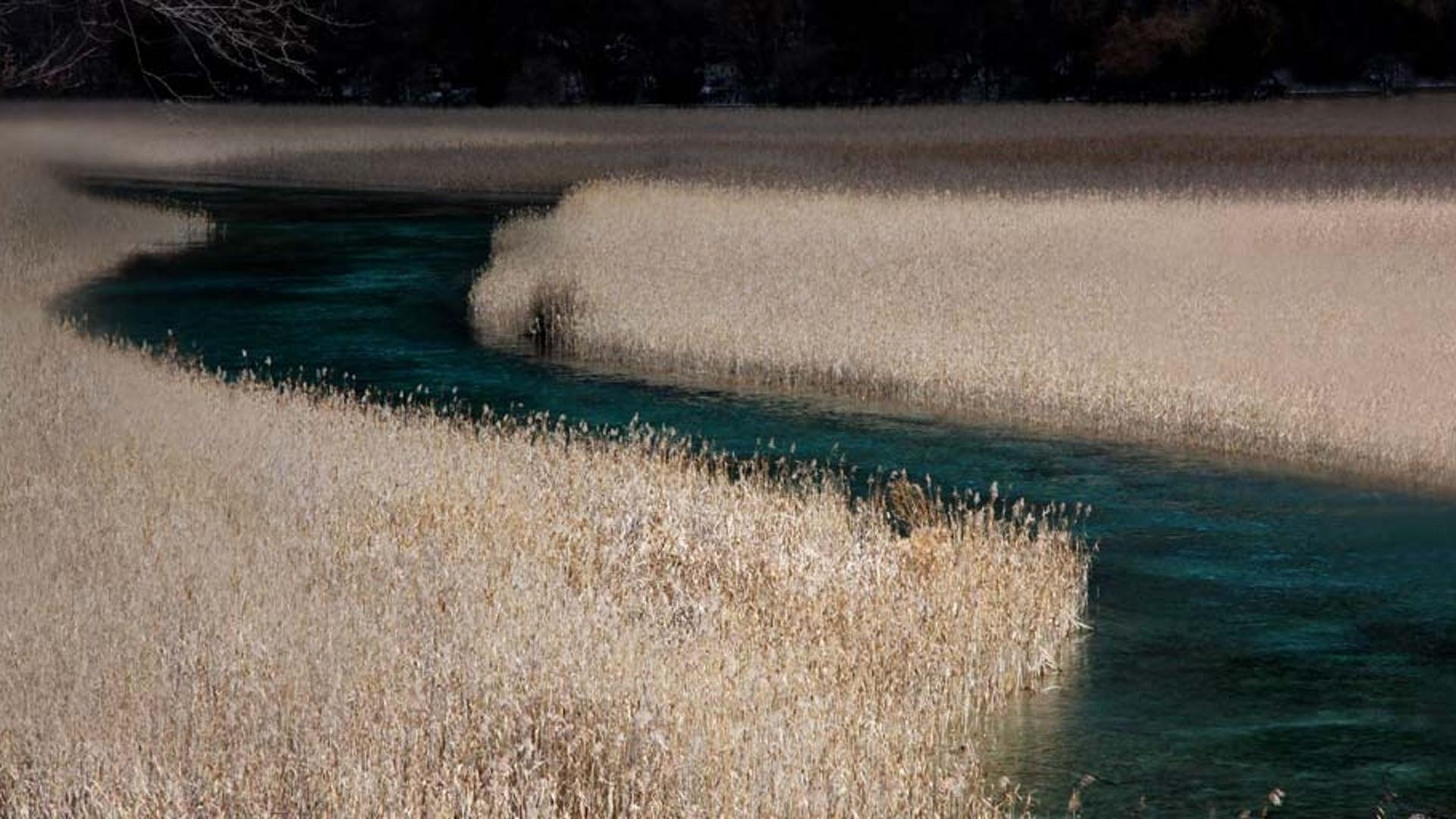 四川九寨沟的芦苇海