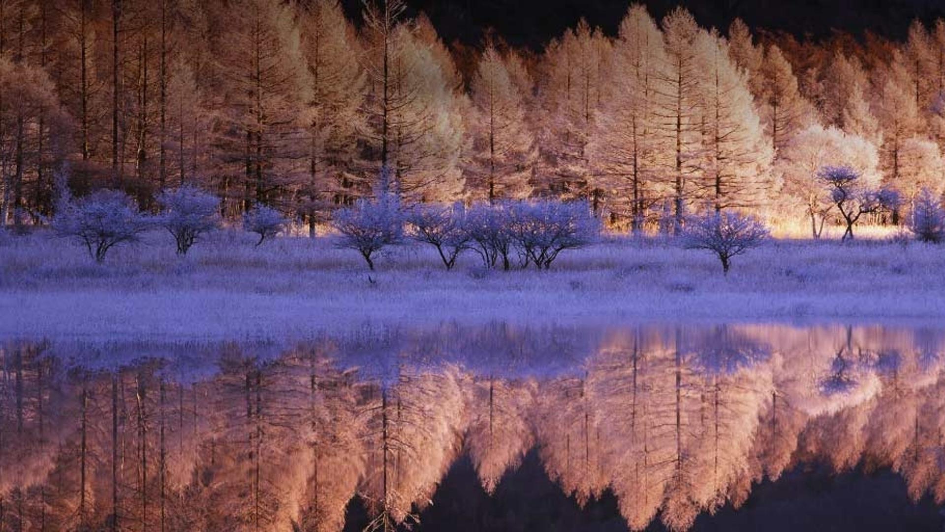 日本关东的落叶松