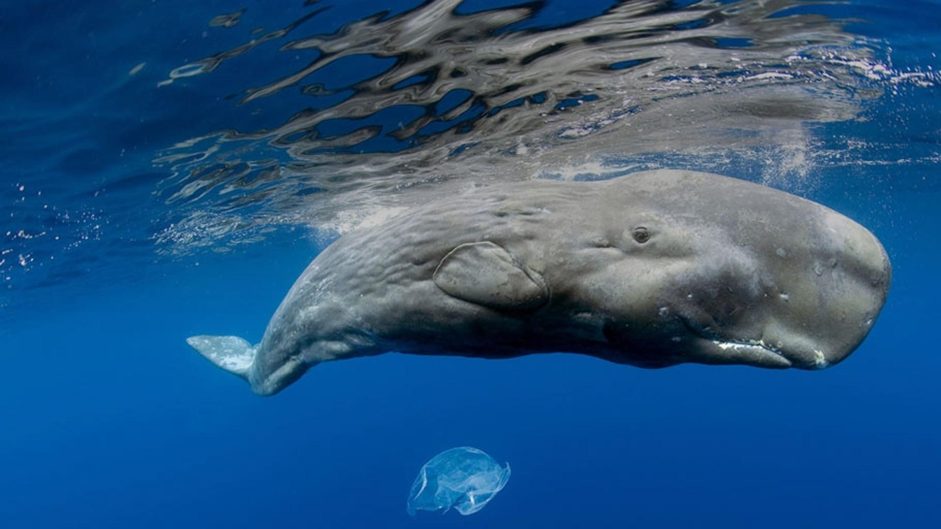 葡萄牙亚速尔群岛海岸的抹香鲸