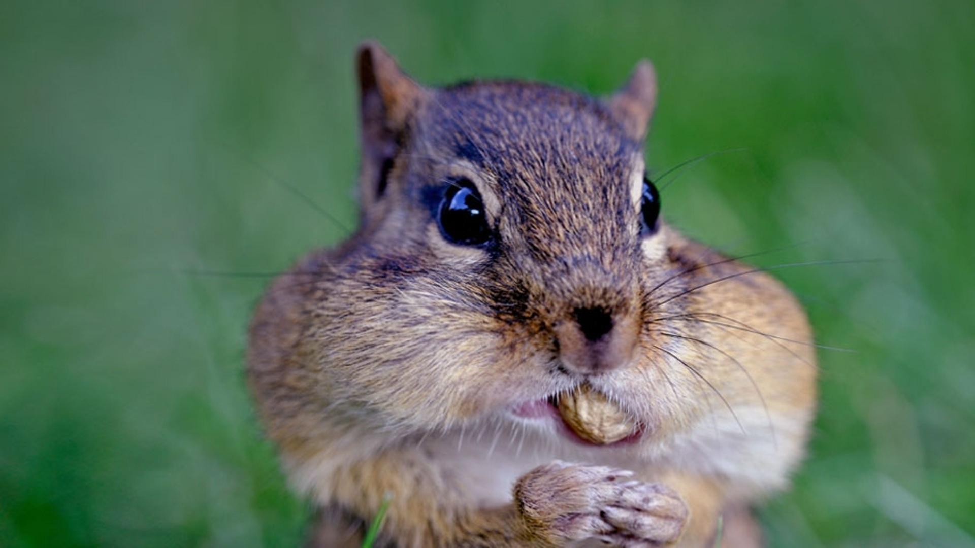嘴里塞满了花生的花栗鼠