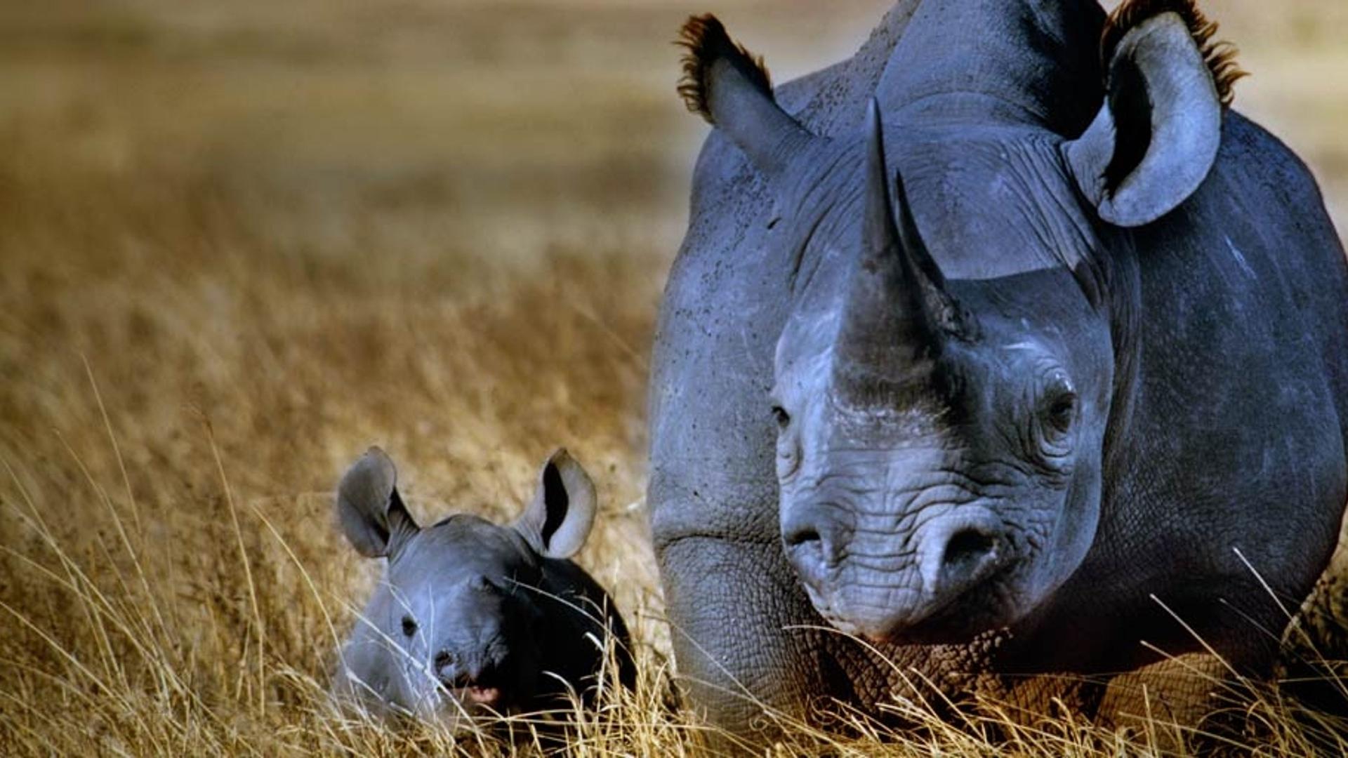 坦桑尼亚恩戈罗恩戈罗自然保护区中的犀牛母子