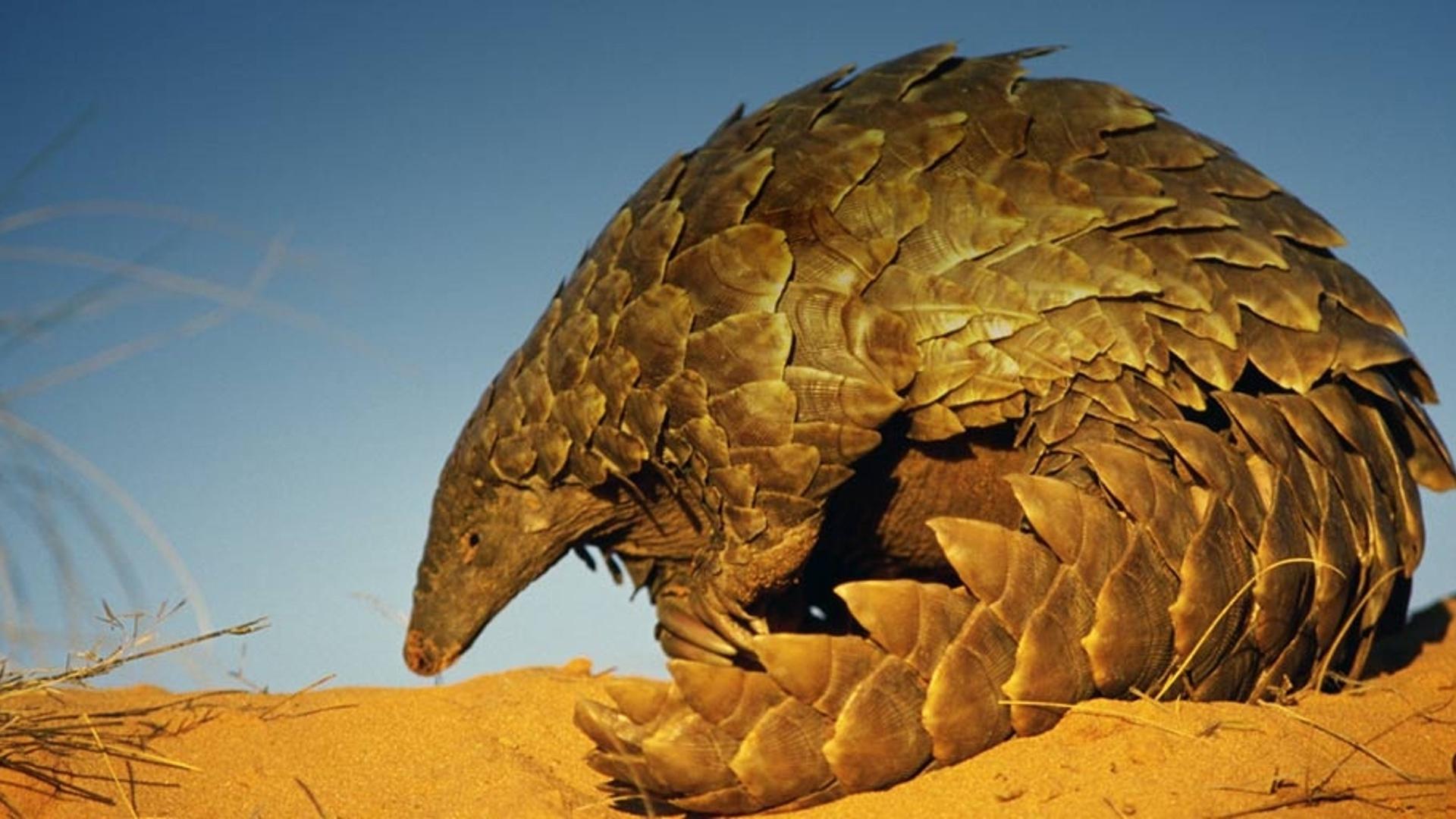 南非卡拉哈迪国家公园中的穿山甲