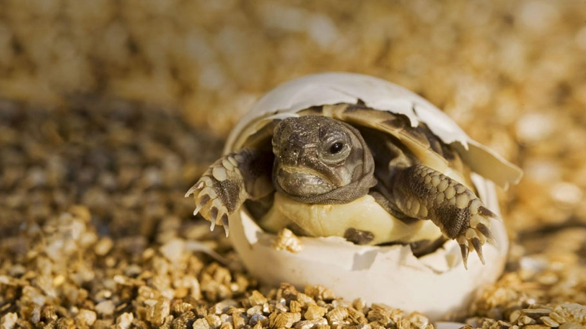 破壳而出的小海龟