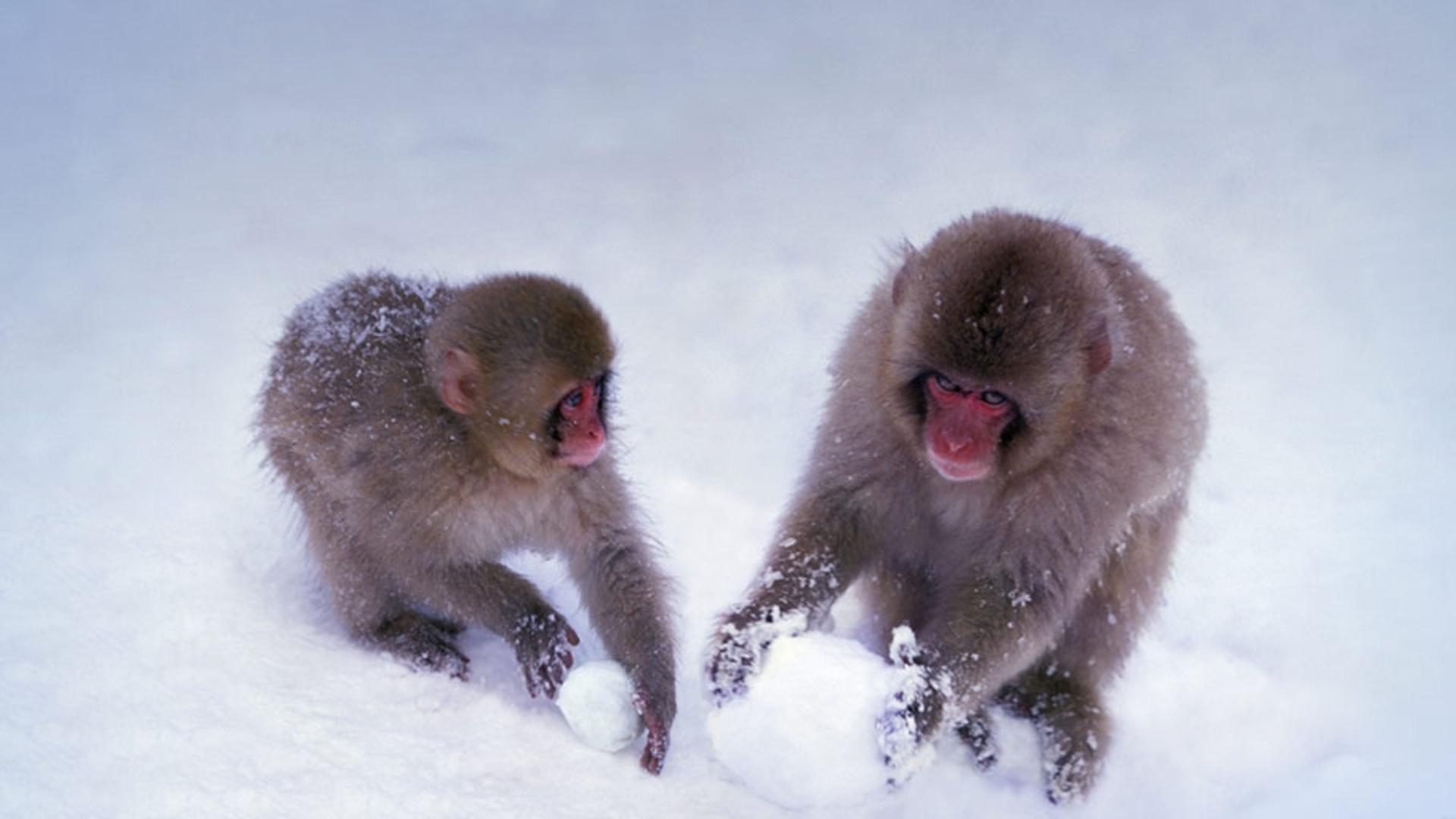 正在堆雪球的日本猕猴