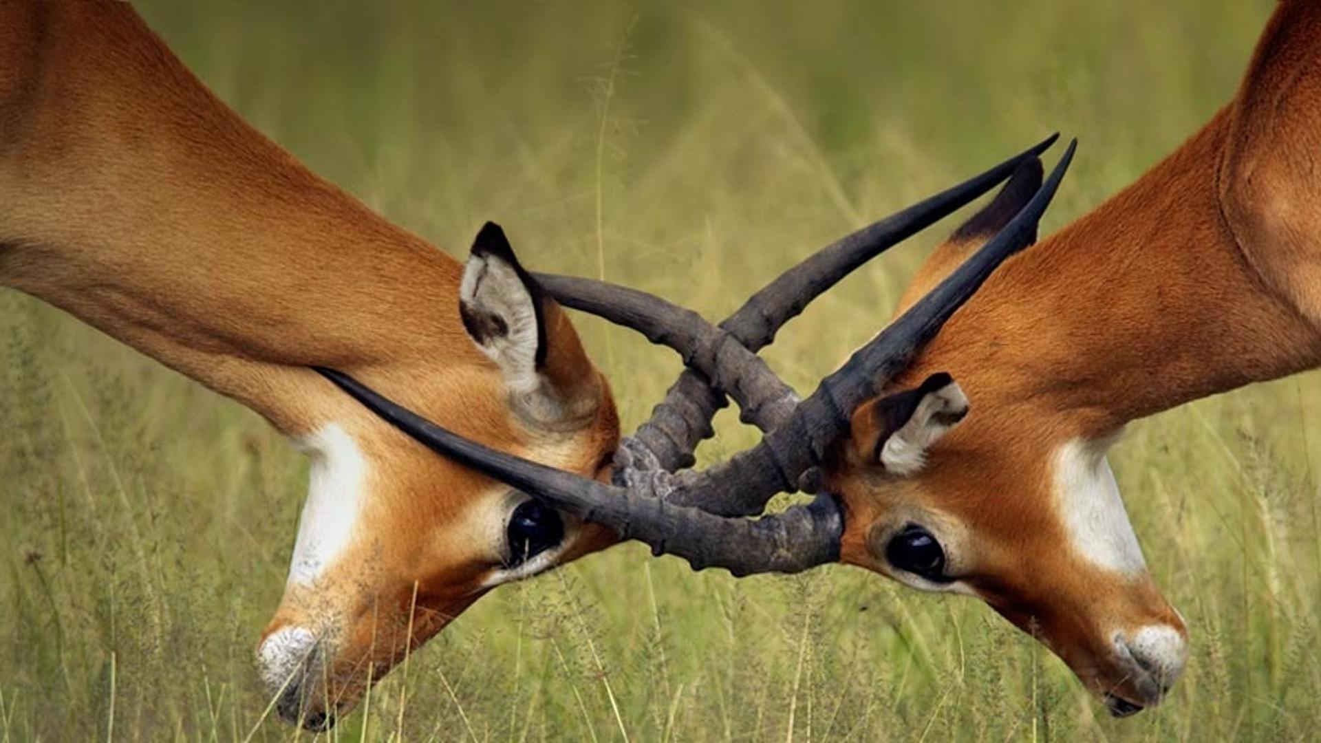 塞伦盖蒂国家公园中的黑斑羚