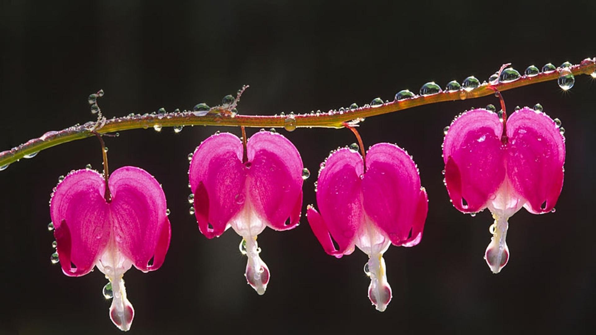 雨后的荷包牡丹花
