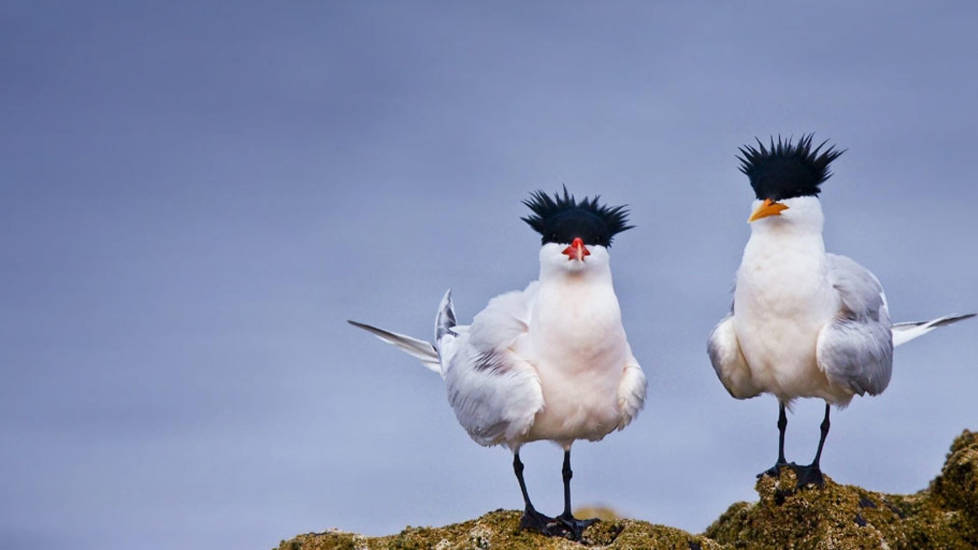 墨西哥海边的优雅燕鸥