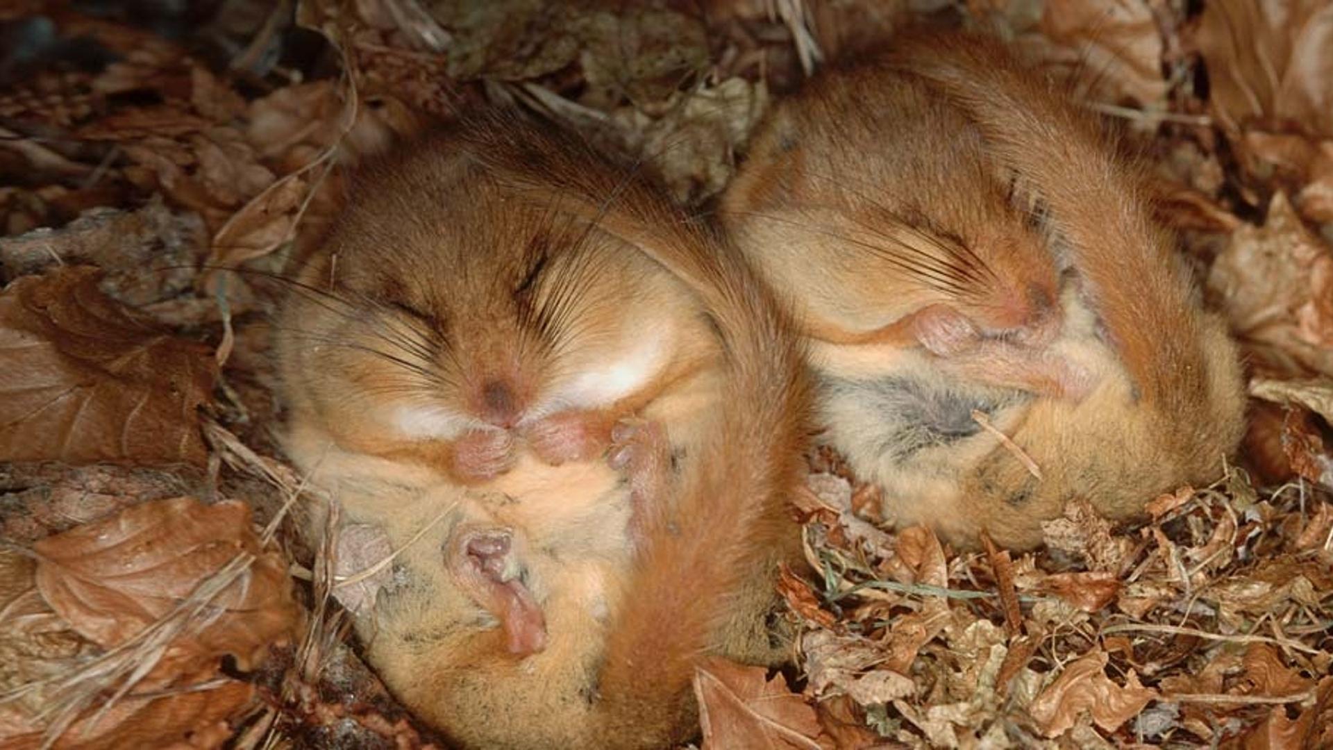 还未醒来的睡鼠